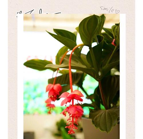 宝莲花开有何寓意？它的花语是什么？