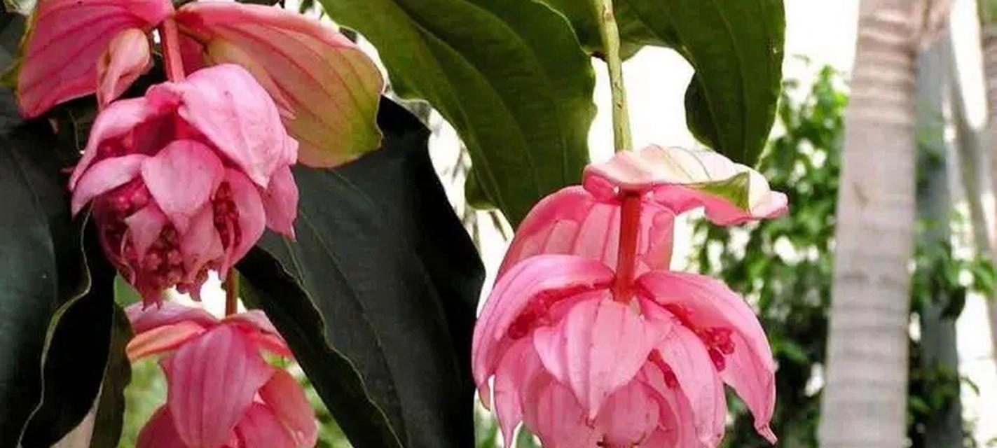 宝莲花开有何寓意？它的花语是什么？