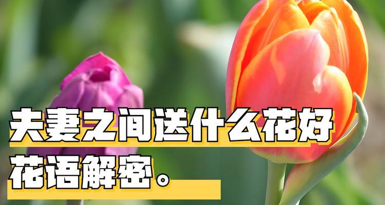 复合蕴意的花语具体指什么？