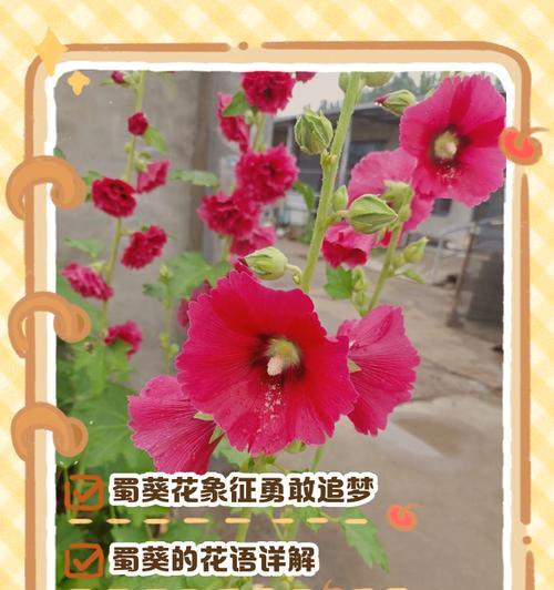 复合蕴意的花语具体指什么？