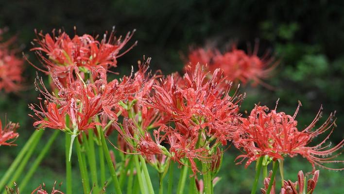 哪种花的花语代表失败？如何避免？