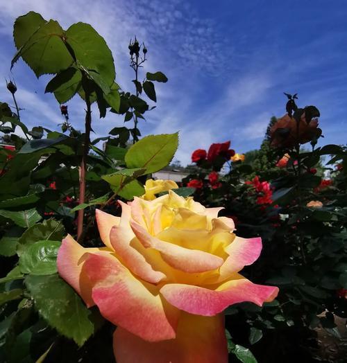 黄月季花的花语有何寓意？代表了什么？