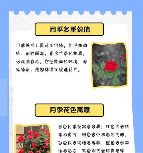 黄月季花的花语有何寓意？代表了什么？