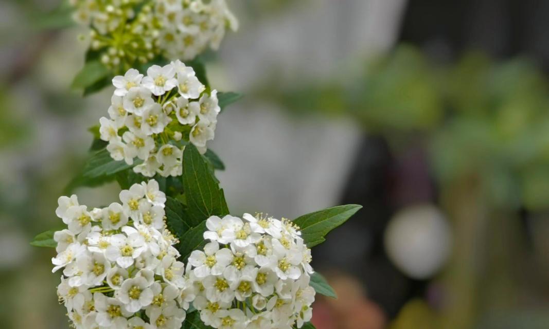 仙女手球的花语代表什么？这种花语有何特别含义？