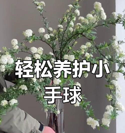 仙女手球的花语代表什么？这种花语有何特别含义？