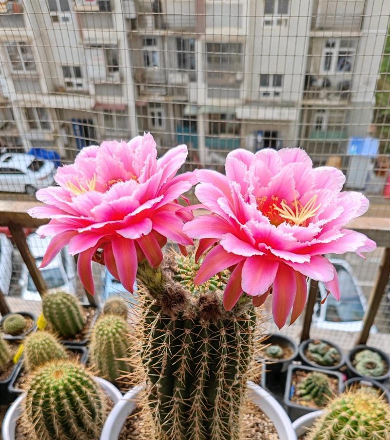 仙女手球的花语代表什么？这种花语有何特别含义？