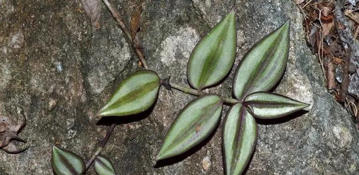吊竹兰的花语有何特别之处？