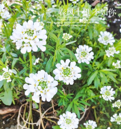 平凡的花语是什么意思？哪种花代表平凡？