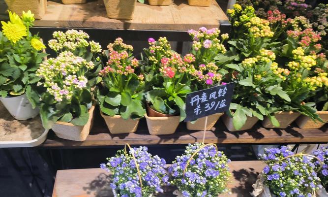 平凡的花语是什么意思？哪种花代表平凡？