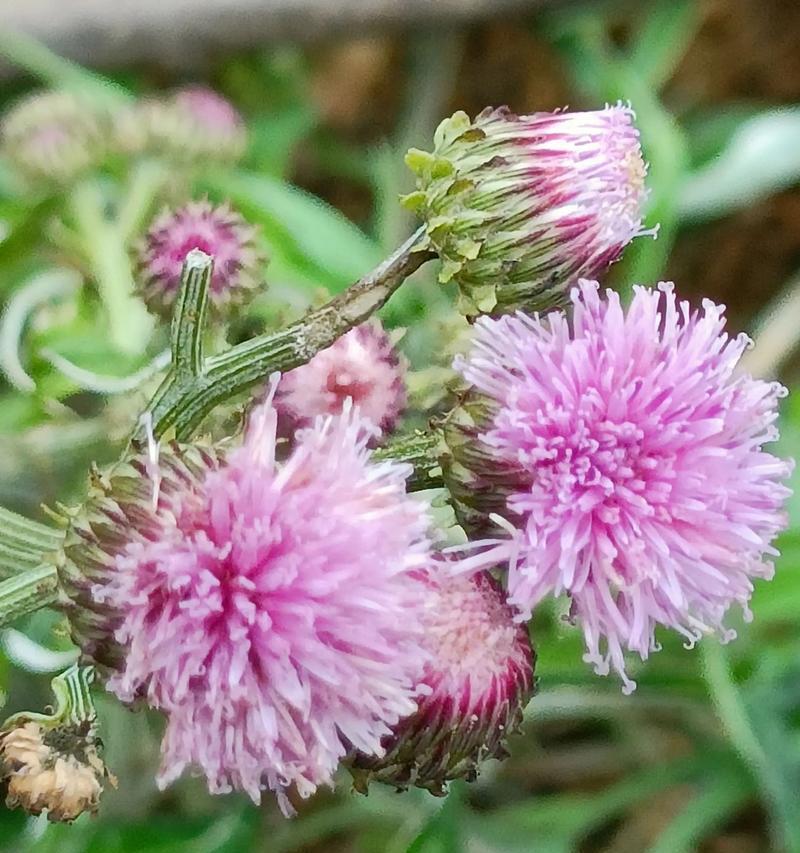 平凡的花语是什么意思？哪种花代表平凡？