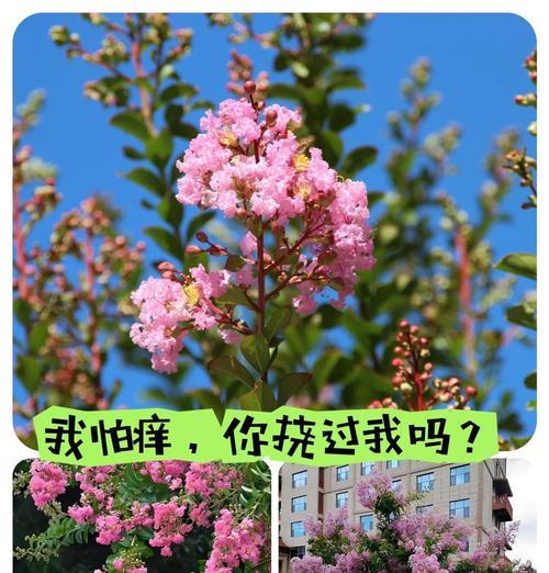 树木的花语通常代表什么？