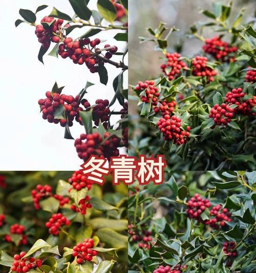 树木的花语通常代表什么？