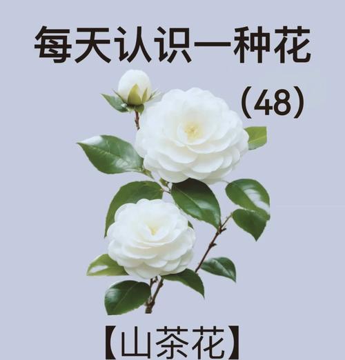 枯萎的花代表什么？花语有何含义？
