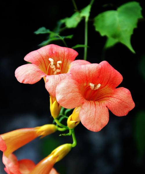 枯萎的花代表什么？花语有何含义？