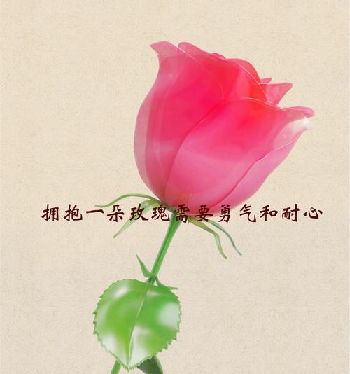 枯萎的花代表什么？花语有何含义？