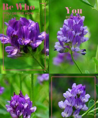 苜蓿花蕊代表什么？花语和寓意有何深意？