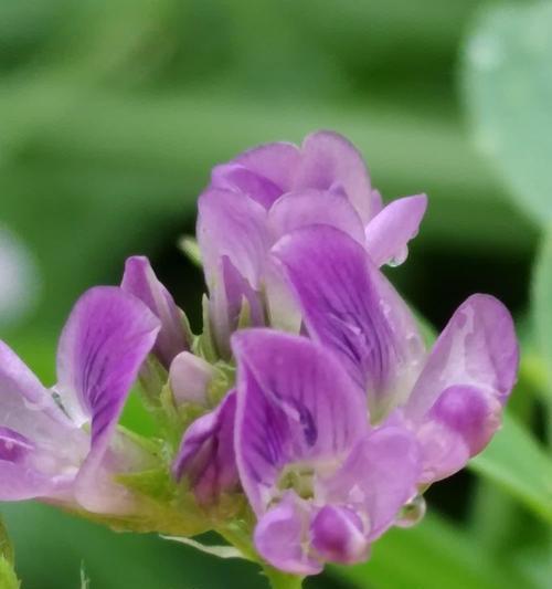 苜蓿花蕊代表什么？花语和寓意有何深意？