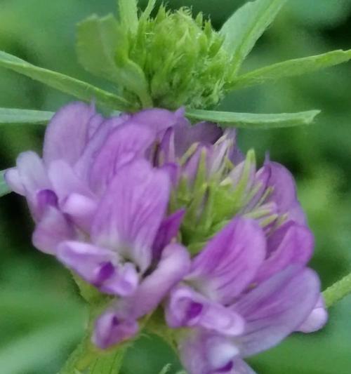 苜蓿花蕊代表什么？花语和寓意有何深意？