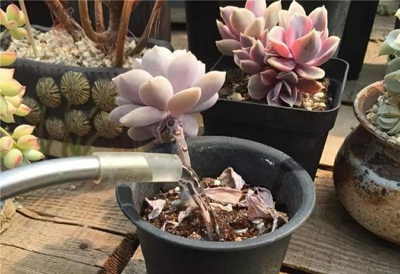 屁股花浇水方法是什么？如何正确进行浇水？