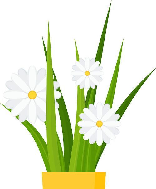 洋甘菊与郁金香的花语有何不同？它们各自代表什么？