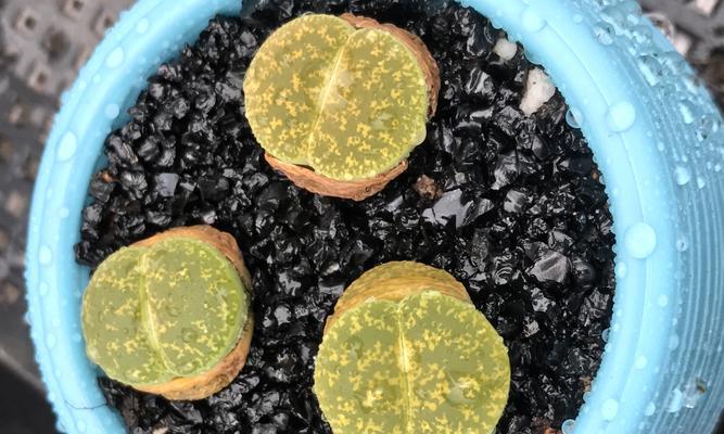 屁屁花刚种下需要立即浇水吗？多久浇一次水合适？