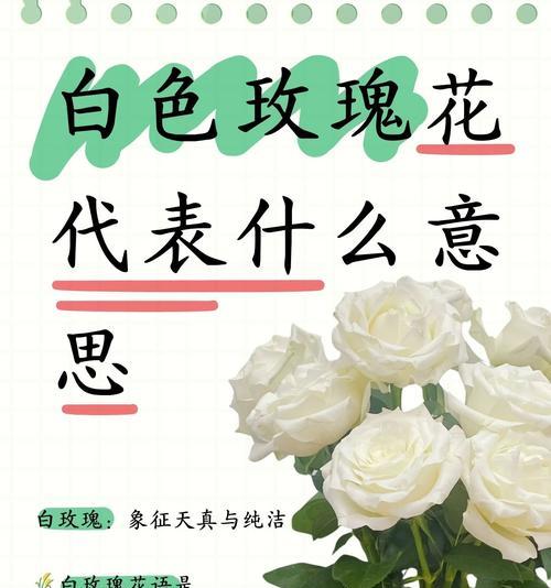 玫瑰花象征着哪些精神？它的花语如何影响我们？