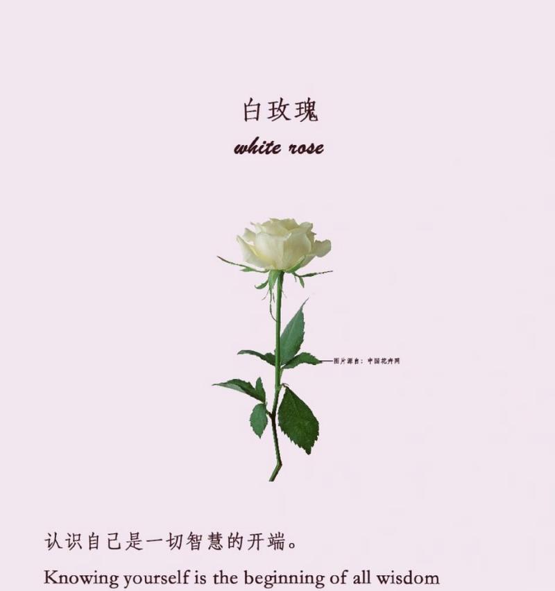 玫瑰花象征着哪些精神？它的花语如何影响我们？