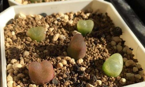 屁屁花怎么养长的好？有哪些养护技巧？