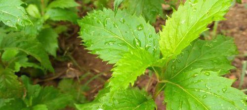 片仔癀的主要成分是什么植物？片仔癀的神奇功效有哪些？