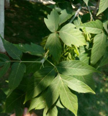 片仔癀的主要成分是什么植物？片仔癀的神奇功效有哪些？