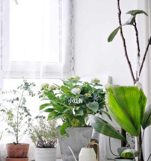 飘窗上适合放什么植物？如何选择适合飘窗的植物？