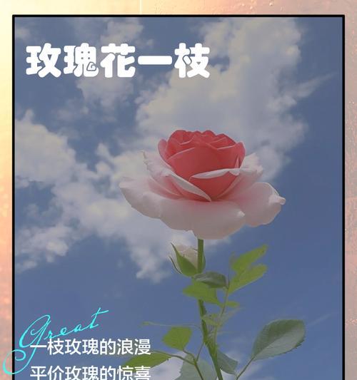 送玫瑰花求爱什么意思啊？玫瑰花代表的求爱心意是什么？