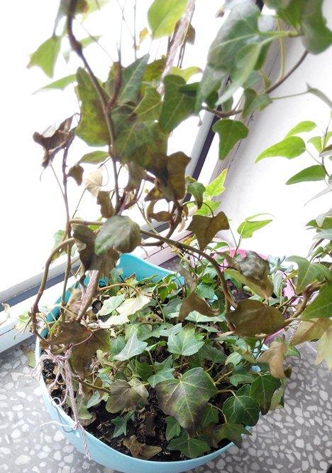 飘香藤不开花是什么原因？如何解决？