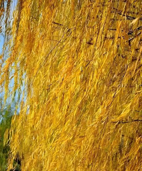 绿油叶的花语有何含义？绿油叶代表什么情感？