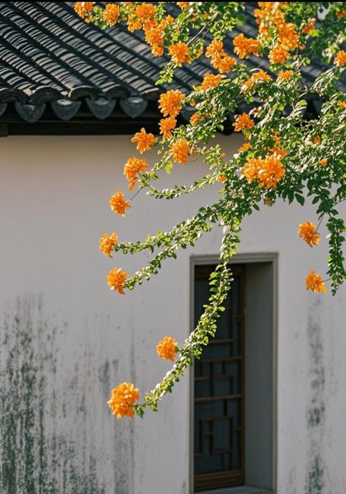 绿油叶的花语有何含义？绿油叶代表什么情感？