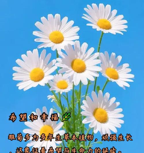 热卖花卉的花语是什么？它们为何受欢迎？