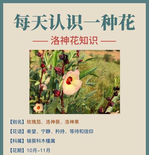 热卖花卉的花语是什么？它们为何受欢迎？