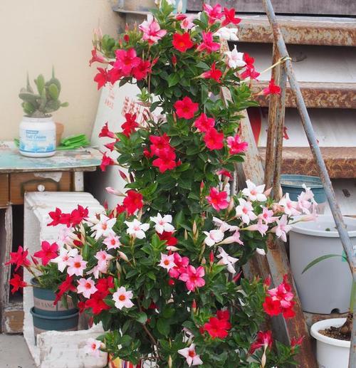 飘香藤如何有效促花？人工催花有哪些技巧？