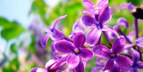 紫色彼岸花象征着什么？它的花语有何寓意？