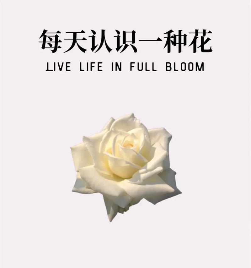 白玫瑰花语代表什么？为何它象征着纯洁的爱？