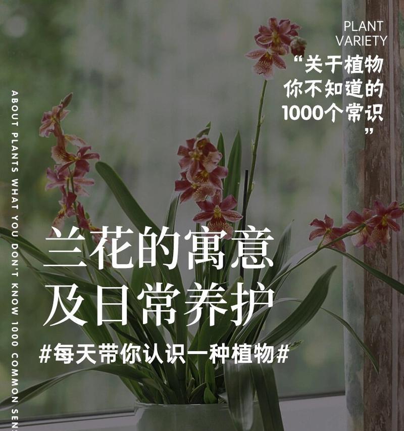 成串兰花的花语具体指什么？