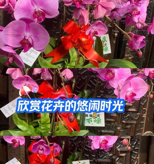 成串兰花的花语具体指什么？