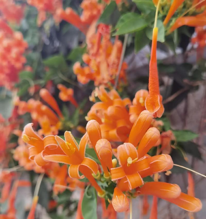 炮仗花的寓意花语有哪些？它代表了什么？