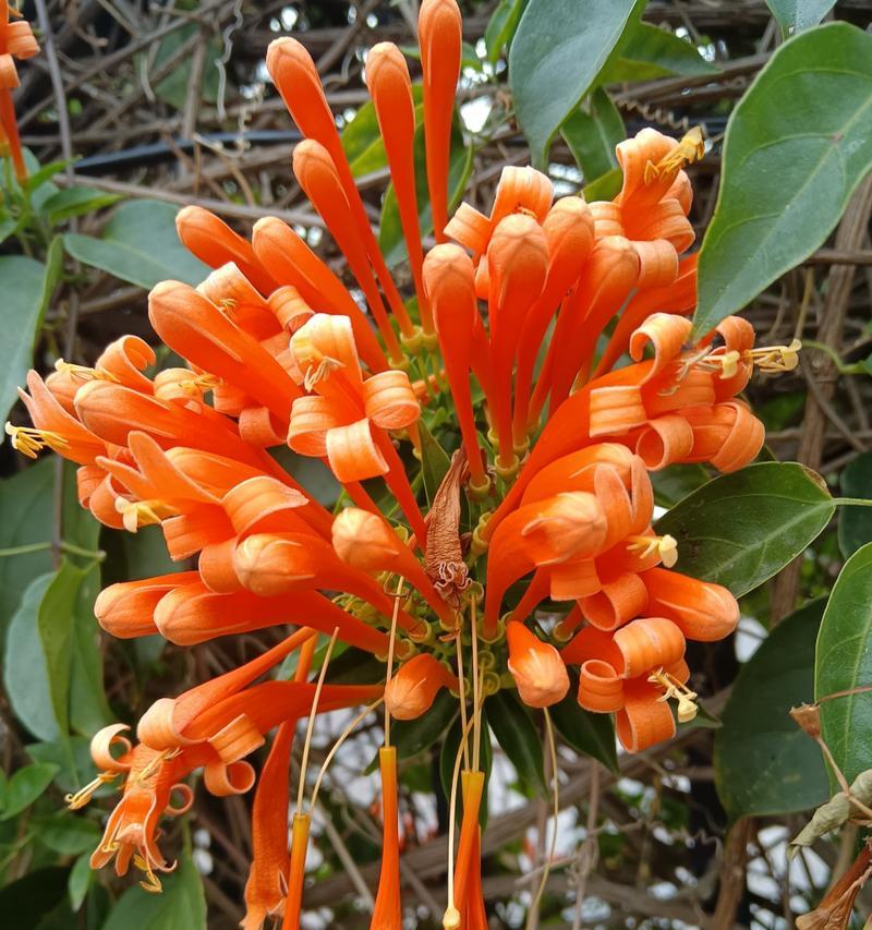 炮仗花的寓意花语有哪些？它代表了什么？
