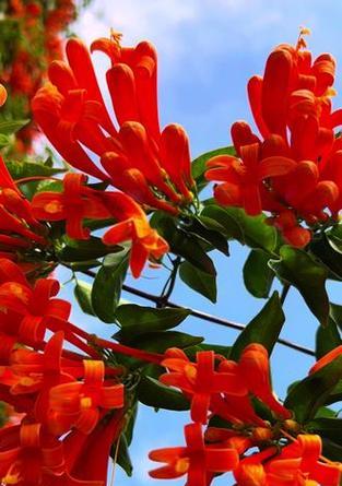 炮仗花的寓意花语有哪些？它代表了什么？