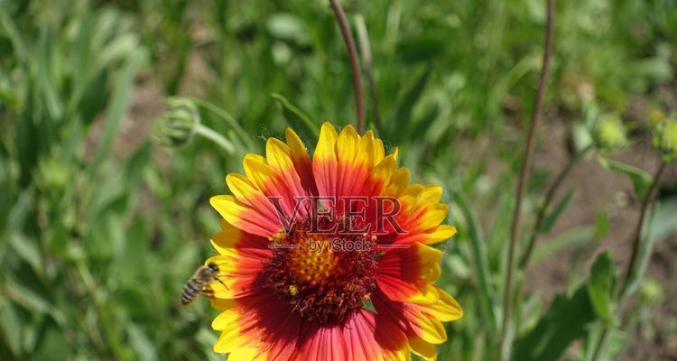 红色菖蒲的花语有何深意？红色菖蒲的花语是什么？