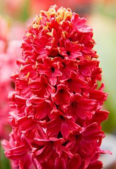 红色菖蒲的花语有何深意？红色菖蒲的花语是什么？