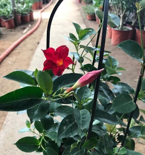 飘香藤冬天会开花吗？如何确保其冬季开花？