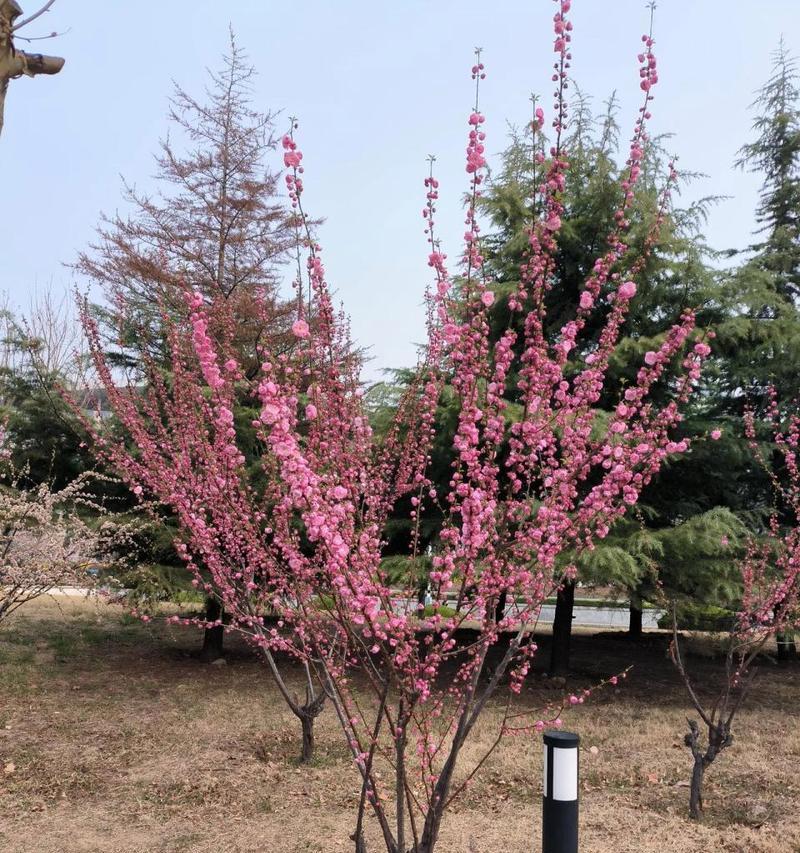 春天送什么花最富有诗意？