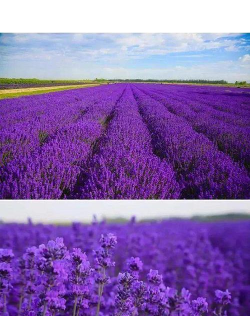 薰衣草的花语是什么？它在爱情中代表了什么？